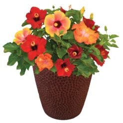Bloom Bash® Hollywood® Hibiscus 8 Bloom Bash® Hollywood® Hibiscus -Plant Sales Store Hollywood Hibiscu BLoom Bash 1