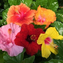 Bloom Bash® Hollywood® Hibiscus 10 Bloom Bash® Hollywood® Hibiscus -Plant Sales Store Hollywood Hibiscu BLoom Bash 2