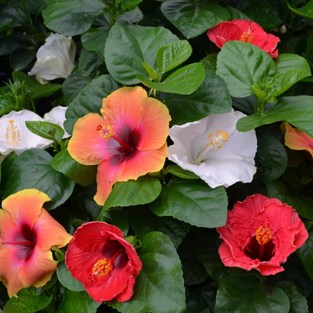 Bloom Bash® Hollywood® Hibiscus 1 Bloom Bash® Hollywood® Hibiscus