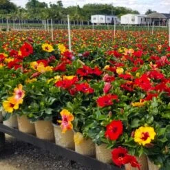 Bloom Bash® Hollywood® Hibiscus 9 Bloom Bash® Hollywood® Hibiscus -Plant Sales Store Hollywood Hibiscu BLoom Bash 4