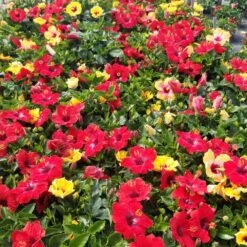 Bloom Bash® Hollywood® Hibiscus 11 Bloom Bash® Hollywood® Hibiscus -Plant Sales Store Hollywood Hibiscu BLoom Bash 5