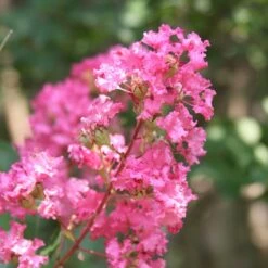 Hopi Crape Myrtle 9 Hopi Crape Myrtle -Plant Sales Store Hopi Crape Myrtle 1