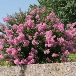 Hopi Crape Myrtle 8 Hopi Crape Myrtle -Plant Sales Store Hopi Crape Myrtle 5