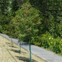 Hot Wings® Maple Tree 8 Hot Wings® Maple Tree -Plant Sales Store Hot Wings Tartarian Maple 1