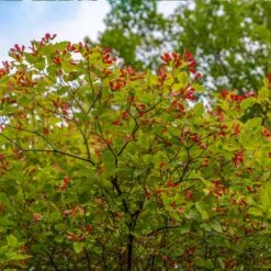 Hot Wings® Maple Tree 9 Hot Wings® Maple Tree -Plant Sales Store Hot Wings Tartarian Maple 3