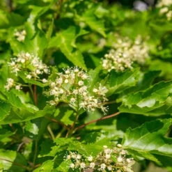 Hot Wings® Maple Tree 11 Hot Wings® Maple Tree -Plant Sales Store Hot Wings Tartarian Maple 5