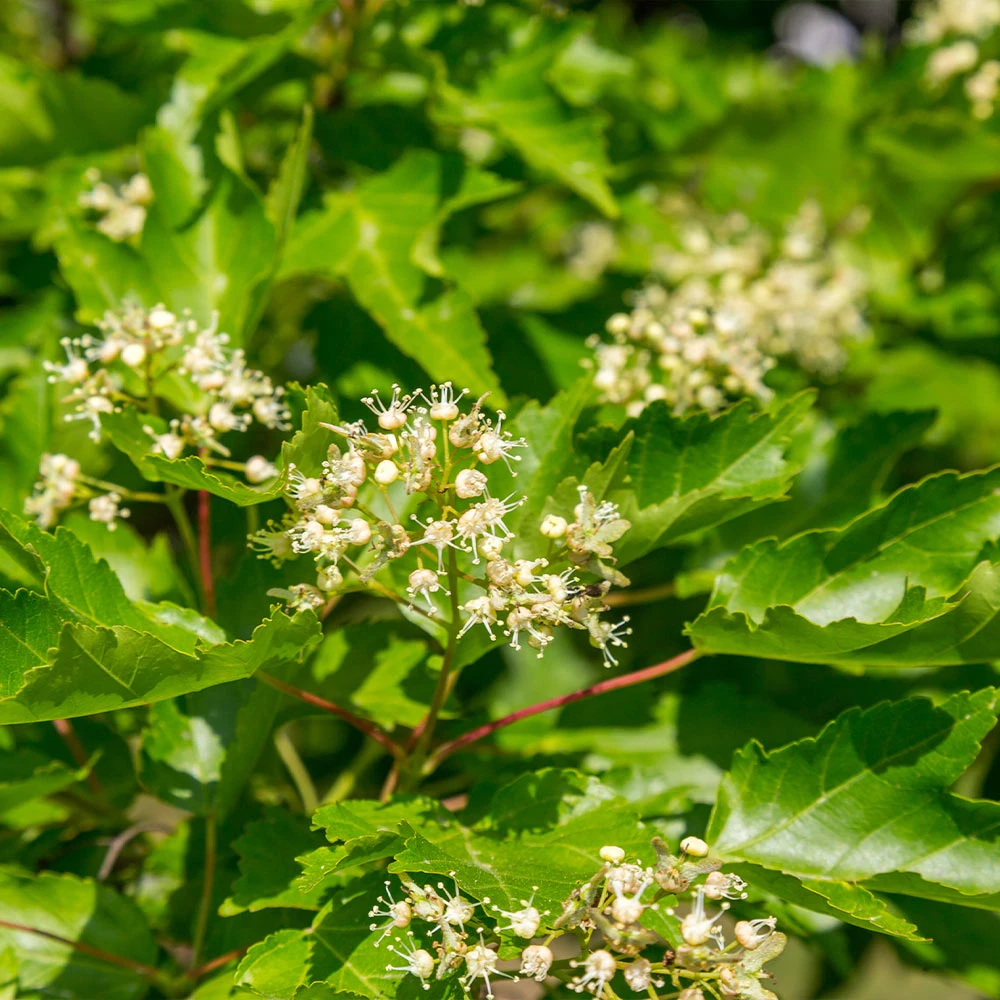Hot Wings® Maple Tree 6 Hot Wings® Maple Tree - Image 6
