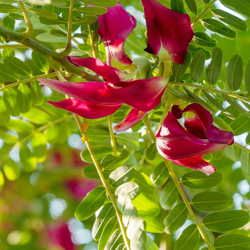 Red Hummingbird Tree (Sesbania Grandiflora) 3 Red Hummingbird Tree (Sesbania Grandiflora) - Image 3