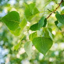 Superior Hybrid Poplar Tree 6 Superior Hybrid Poplar Tree -Plant Sales Store Hybrid Poplar 1