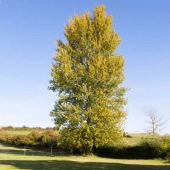 Superior Hybrid Poplar Tree 7 Superior Hybrid Poplar Tree -Plant Sales Store Hybrid Poplar 3