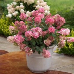 Fire Light® Hydrangea Shrub -Plant Sales Store Hydrangea FIrelight 6