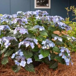 Endless Summer® Pop Star® Bigleaf Hydrangea -Plant Sales Store Hydrangea Pop Star 4 FGT