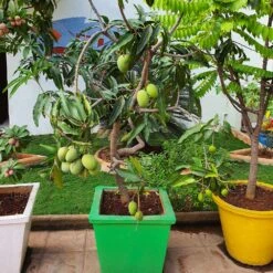 Ice Cream Mango Tree -Plant Sales Store Ice Cream Mango 1