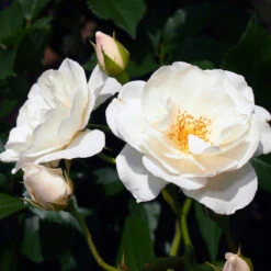 Iceberg Rose Tree -Plant Sales Store Iceberg Roses 1 FGT 401b5cfd f74e 47cf 8dd3 13db8095f5b6