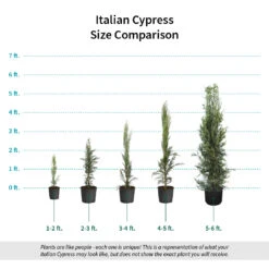 Italian Cypress -Plant Sales Store Italian Cypress Size Comparison ugc test
