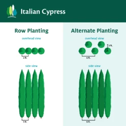 Italian Cypress -Plant Sales Store ItalianCypress