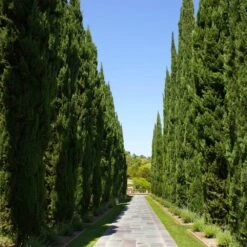 Italian Cypress -Plant Sales Store Italian Cypress 1 FGT