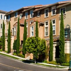 Italian Cypress -Plant Sales Store Italian Cypress 3 FGT