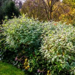 Ivory Halo Dogwood Shrub 7 Ivory Halo Dogwood Shrub -Plant Sales Store Ivory Halo Dogwood 2