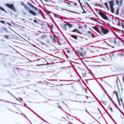 Ivory Halo Dogwood Shrub 6 Ivory Halo Dogwood Shrub -Plant Sales Store Ivory Halo Dogwood 4