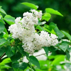 Ivory Silk Japanese Lilac Tree -Plant Sales Store Ivory Silk Lilac 2