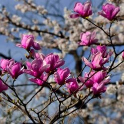 Jane Magnolia -Plant Sales Store Jane Magnolia 4 FGT