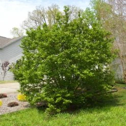 Jane Magnolia -Plant Sales Store Janr Magnolia 5 FGT