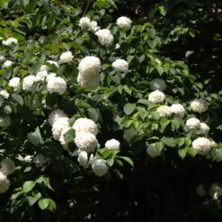 Japanese Snowball Bush -Plant Sales Store Japanese VIburnum 2 FGT