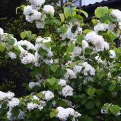 Japanese Snowball Bush -Plant Sales Store Japanese VIburnum 5 FGT