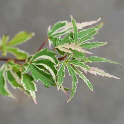 Butterfly Japanese Maple Tree 7 Butterfly Japanese Maple Tree -Plant Sales Store Japanese Maple BUtterfly 2