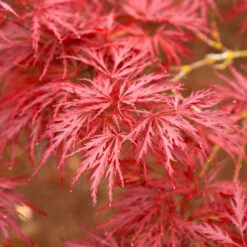 Red Dragon Japanese Maple Tree -Plant Sales Store Japanese Maple Red Dragon 5
