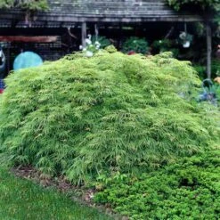 Weeping Japanese Maple 'Viridis' Tree -Plant Sales Store Japanese Maple Virdis 3 FGT