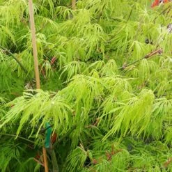 Weeping Japanese Maple 'Viridis' Tree -Plant Sales Store Japanese Maple Viridis 2