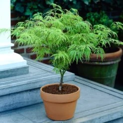 Weeping Japanese Maple 'Viridis' Tree -Plant Sales Store Japanese Maple Viridis 4