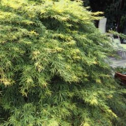 Waterfall Japanese Maple -Plant Sales Store Japanese Maple Waterfalls 1