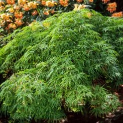 Waterfall Japanese Maple -Plant Sales Store Japanese Maple Waterfalls 2