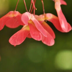 Red Select Japanese Maple Tree -Plant Sales Store Japanese Red Select 4