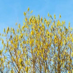 Jefferson Filbert Hazelnut Tree -Plant Sales Store Jefferson Filbert Hazelnut 4