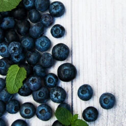 Jewel Blueberry Bush -Plant Sales Store Jewel Blueberry 2