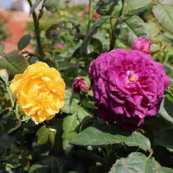 Julia Child And Ebb Tide™ Two-fer® Rose Tree -Plant Sales Store Julia CHild and Ebb Tide Rose Tree 1