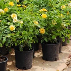 Julia Child Rose -Plant Sales Store Julia Child Rose 7