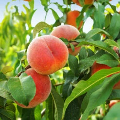 June Gold Peach Tree -Plant Sales Store June Gold peaches 1