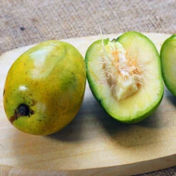 June Plum Tree -Plant Sales Store June Plum 5