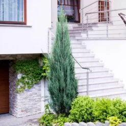 Skyrocket Junipers 8 Skyrocket Junipers -Plant Sales Store Juniper Skyrocket 6 FGT