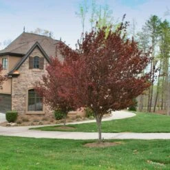 KV' Flowering Plum Tree -Plant Sales Store KV Flowering Plum 4