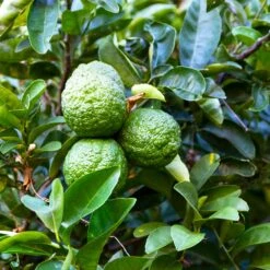 Kaffer 'Kieffer' Lime Tree -Plant Sales Store Kaffir Lime 6