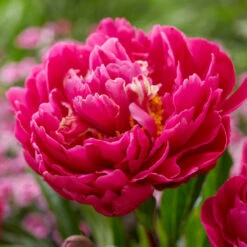 Karl Rosenfield Peony -Plant Sales Store Karl Rosenfield Peony 1