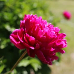 Karl Rosenfield Peony -Plant Sales Store Karl Rosenfield Peony 5 FGT