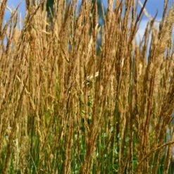Karl Foerster Grass -Plant Sales Store Karl Foerster Grass 2
