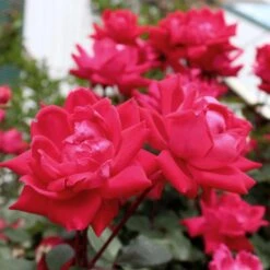 Knock Out® Rose Tree -Plant Sales Store Knockout Rose Tree Red 4 FGT